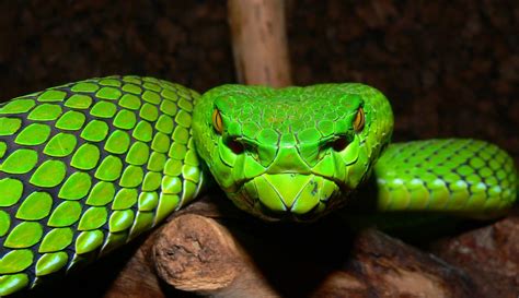 dangerous insects in the philippines|Dangerous Animals In The Philippines: 11 Deadly Creatures .